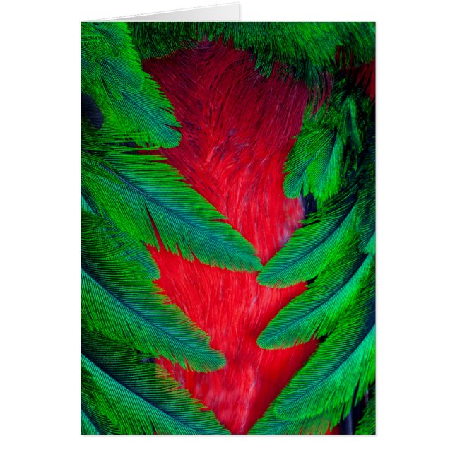 Resplendent Quetzal feather design (Front)