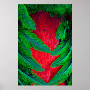 Resplendent Quetzal feather design Poster