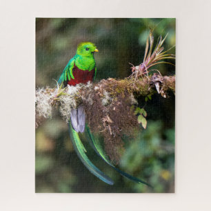Resplendent Quetzal in the Cloud Forest Jigsaw Puzzle