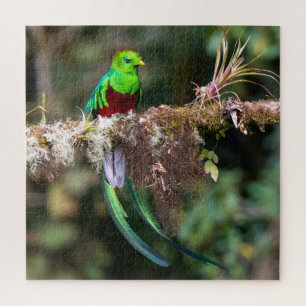 Resplendent Quetzal in the Cloud Forest Jigsaw Puzzle