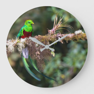 Resplendent Quetzal in the Cloud Forest Large Clock