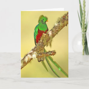 Resplendent Quetzal male Card