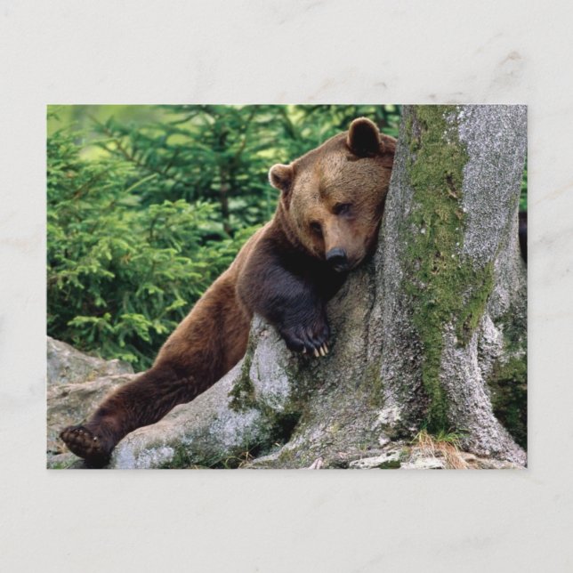 Restful Brown Bear Wildlife Series # 10 Postcard (Front)