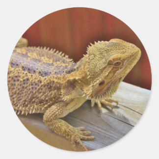 Resting Bearded Dragon 2 Classic Round Sticker