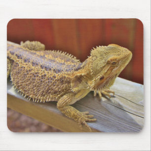 Resting Bearded Dragon 2 Mouse Mat