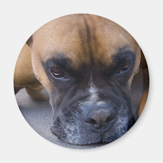 Resting Boxer Dog Magnet (Front)