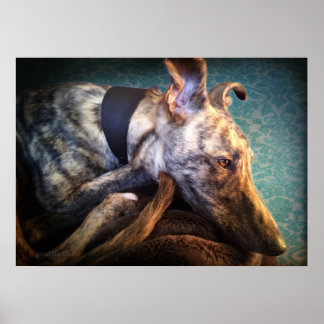 Resting Brindled Lurcher Sight Hound Poster