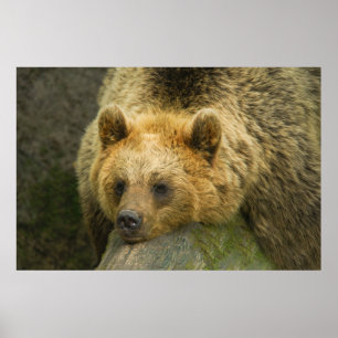 Resting Brown Bear Poster
