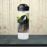 Resting Canada Goose Wildlife Photo Water Bottle<br><div class="desc">For animal and nature fans! Stay quenched wherever you go with this clear,  plastic water bottle that features the photo image of a resting Canada Goose. Select your water bottle size and colour. NOTE: Image not optimised for Kid's style.</div>