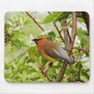 Resting Cedar Waxwing Mouse Mat