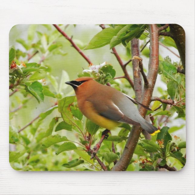 Resting Cedar Waxwing Mouse Mat (Front)
