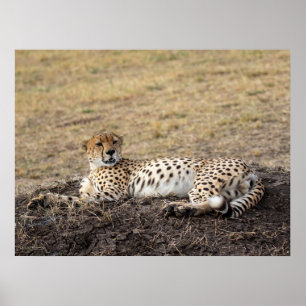 Resting Cheetah – Fine Art Wildlife Poster