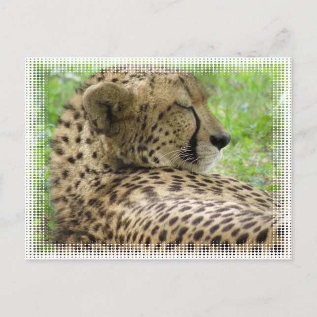 Resting Cheetah Postcard (Front)