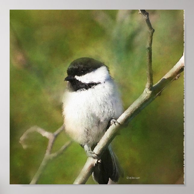 Resting Chickadee - ETSY Poster (Front)