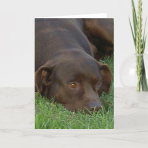 Resting Chocolate Lab Greeting Cards