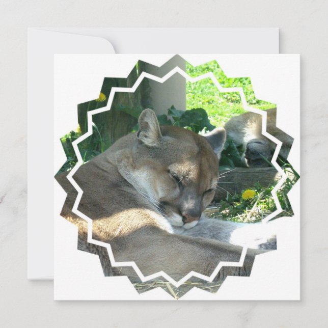 Resting Cougar Invitation (Front)