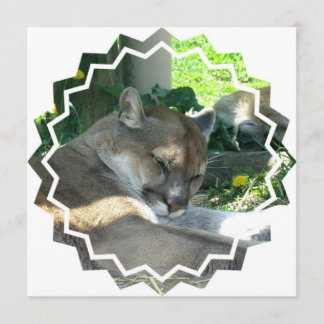Resting Cougar Invitation