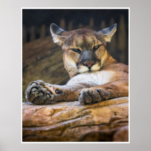 Resting Cougar Wall Art   Wildlife Cat Print