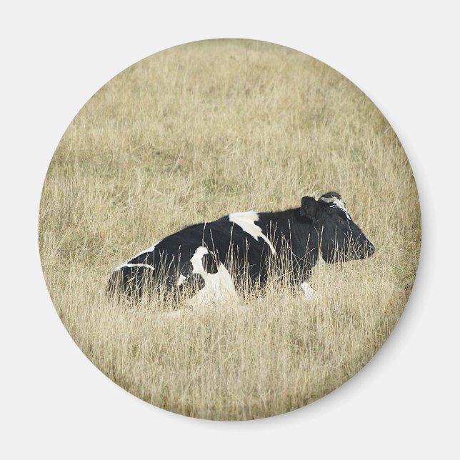 Resting Cow - Magnet (Front)