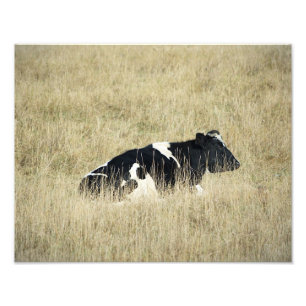 Resting Cow - Photograph