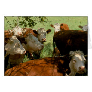 Resting Cows