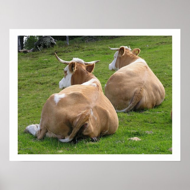 Resting Cows in Pasture Poster (Front)