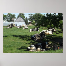 Resting Cows on the Farm Photography Midwest Poste
