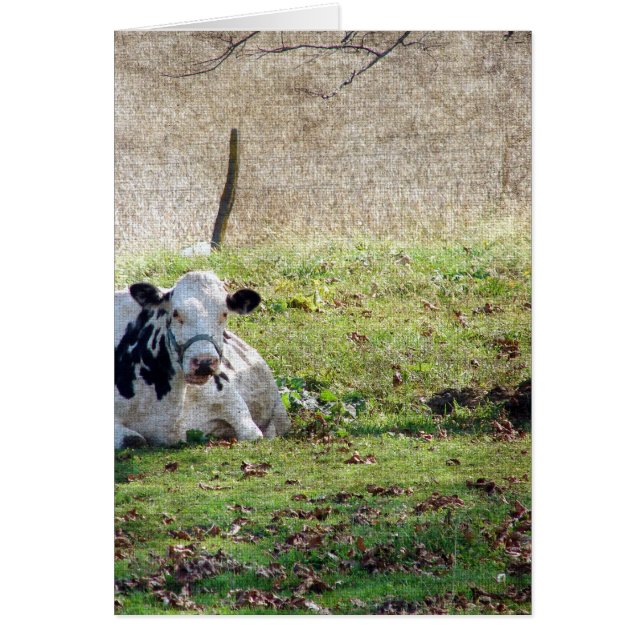 Resting Dairy Cow (Front)