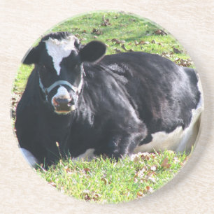 Resting Dairy Cow Circle Transparent Background Coaster