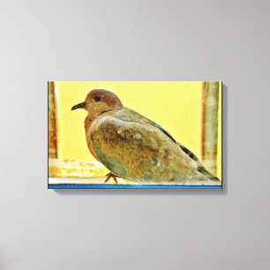 Resting Dove Canvas Print