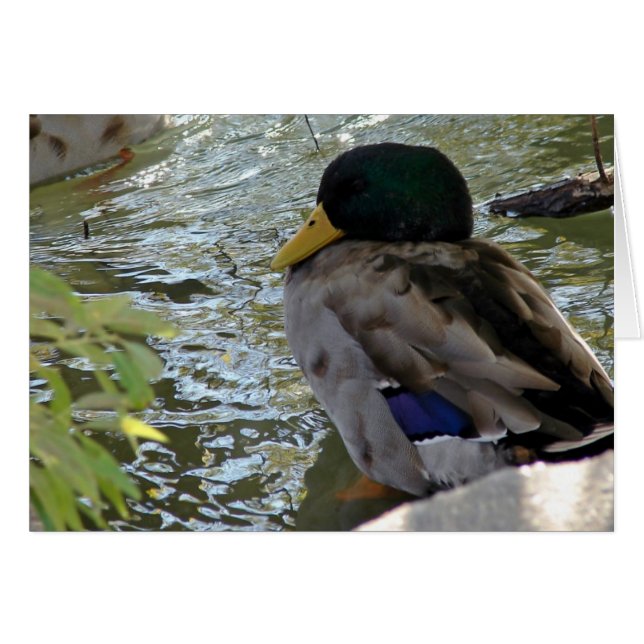 Resting Duck (Front Horizontal)