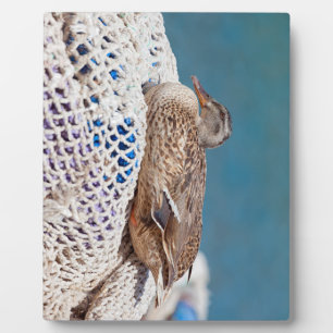 Resting Duck Plaque