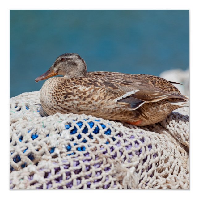 Resting Duck Poster (Front)