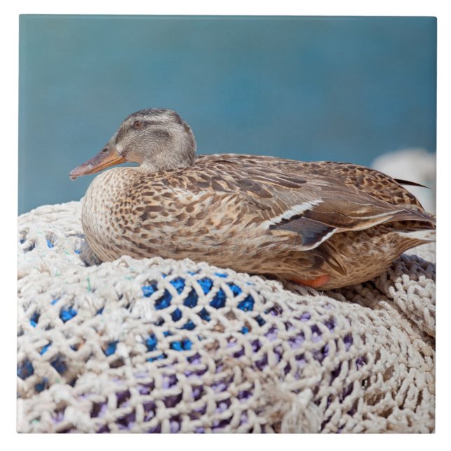 Resting Duck Tile (Front)