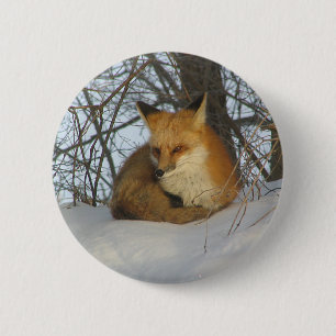 Resting Fox 6 Cm Round Badge