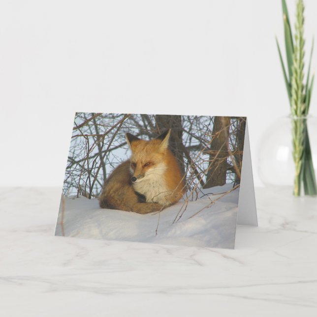 Resting Fox Card (Front)