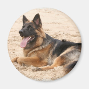 Resting German Shepherd Dog Magnet