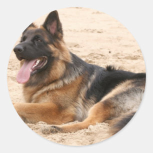 Resting German Shepherd Dog Sticker