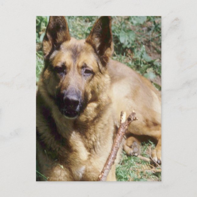 Resting German Shepherd Postcard (Front)
