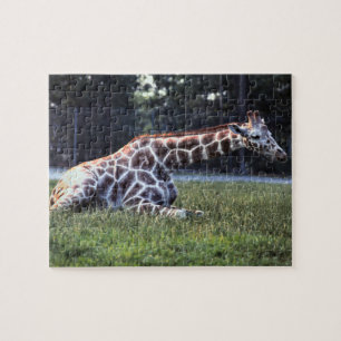 Resting Giraffe Jigsaw Puzzle