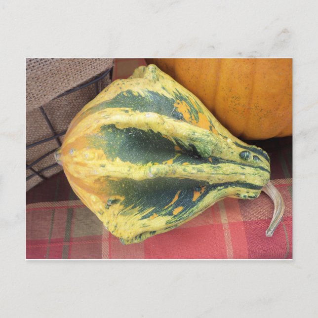 Resting Gourd Postcard (Front)
