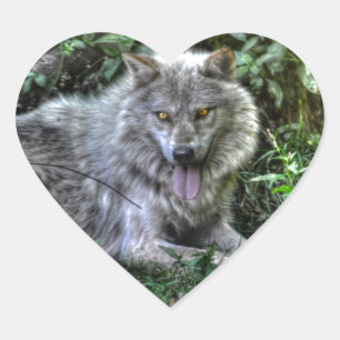 Resting Grey Wolf 3 Wildlife Gift Heart Sticker