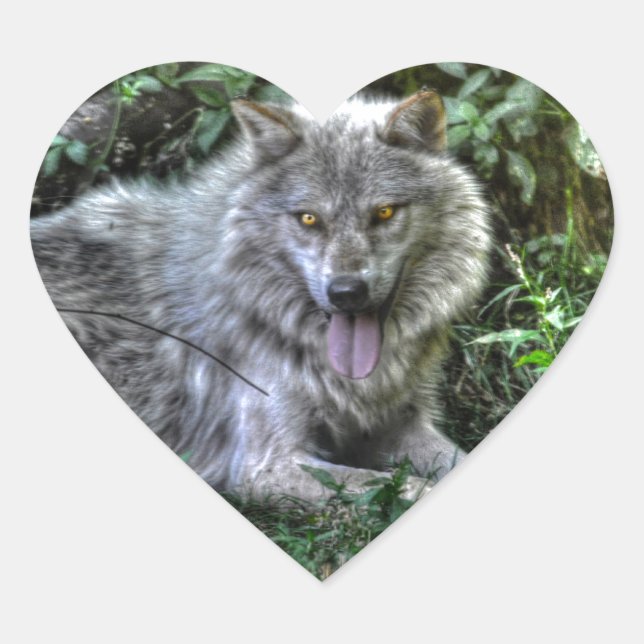 Resting Grey Wolf 3 Wildlife Gift Heart Sticker (Front)
