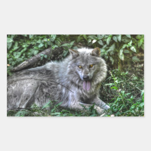 Resting Grey Wolf 3 Wildlife Gift Rectangular Sticker