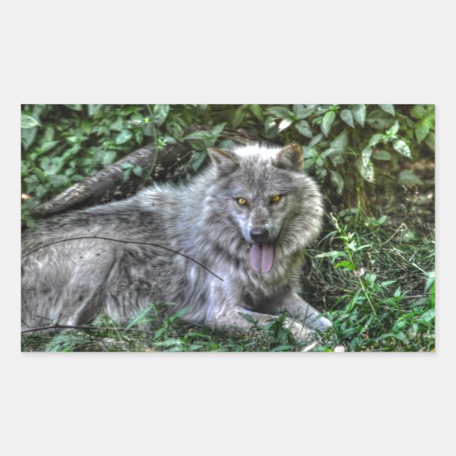 Resting Grey Wolf 3 Wildlife Gift Rectangular Sticker (Front)