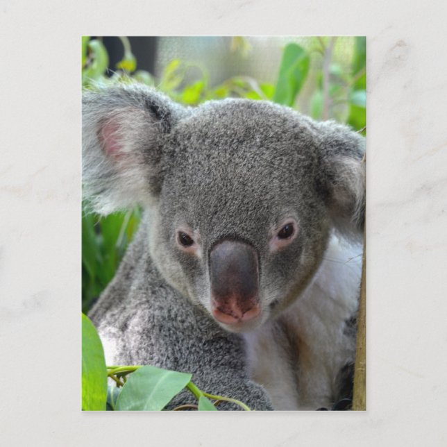 Resting, Happy Koala Postcard (Front)