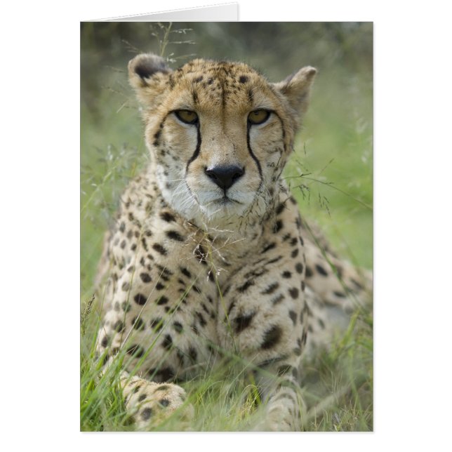 Resting in the Grass (Front)