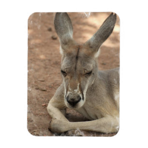 Resting Kangaroo Premium Magnet