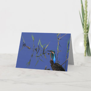 Resting Kingfisher Card