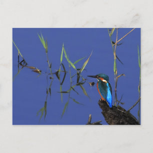 Resting Kingfisher Postcard